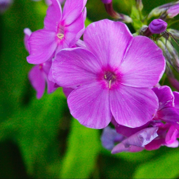 Meet your Posher, Avigail - Picture 1 of 1